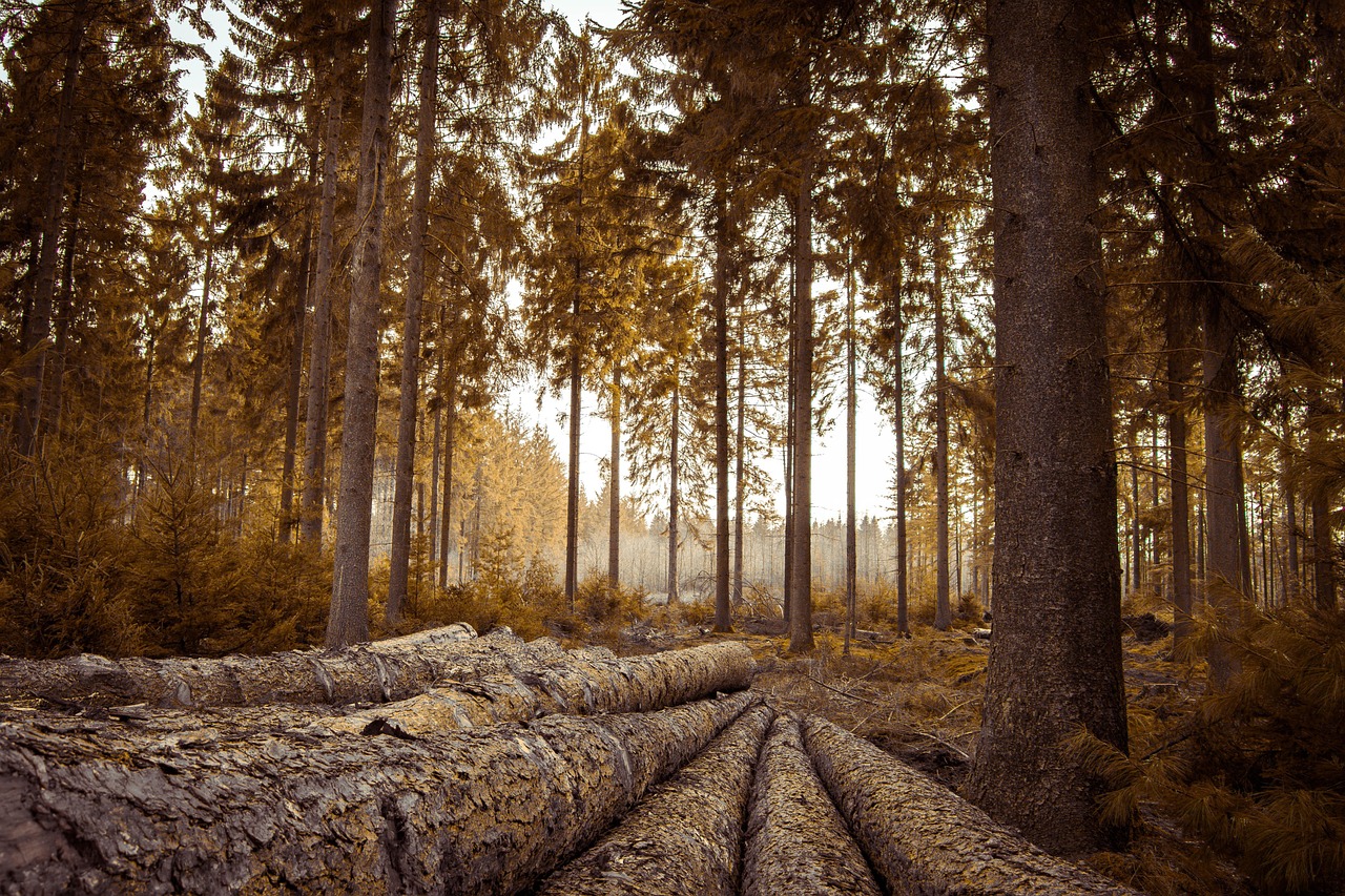 Download free HD stock image of Forest Magic Free Forest Magic photo and picture