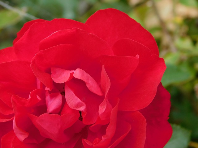 Rose, Smukke Blomster, Blomst
