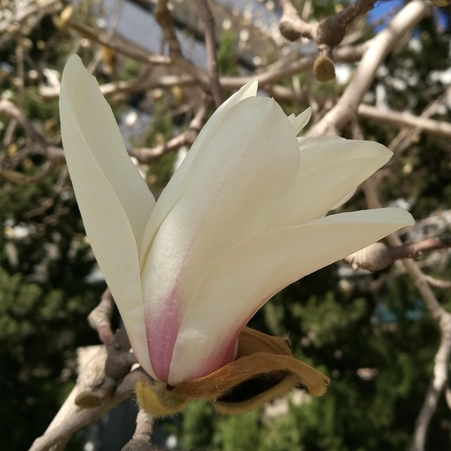 Free Magnolia Nature photo and picture