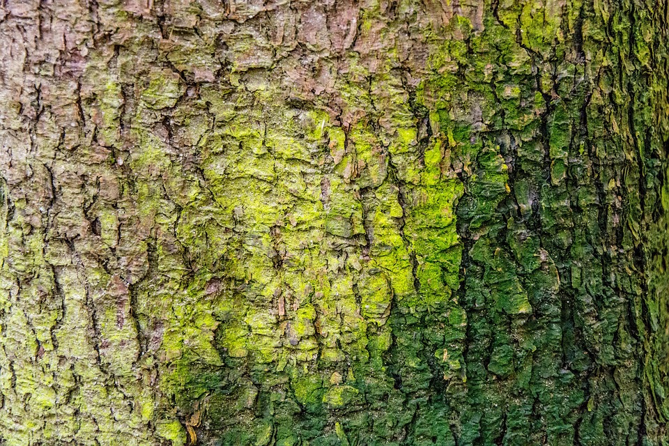 一颗树 林 马赫 - Pixabay上的免费照片 - Pixabay