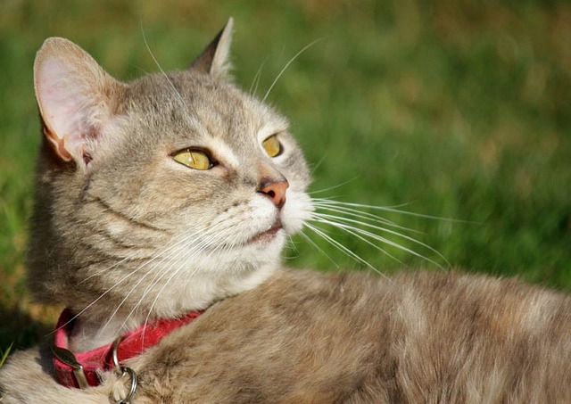 Free Cat Feline photo and picture