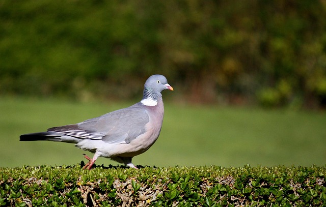 Free Bird Pigeon photo and picture
