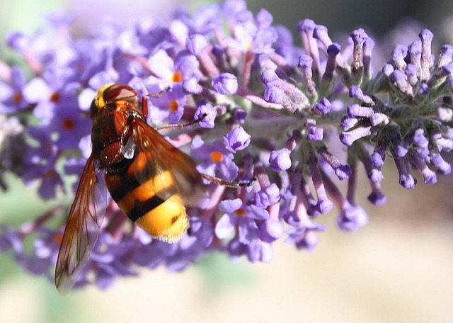 Free Bee Flower photo and picture