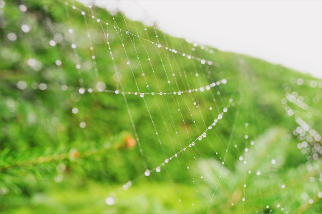 Free Spider Web photo and picture