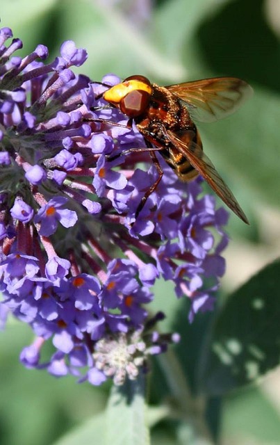 Free Bee Flower photo and picture
