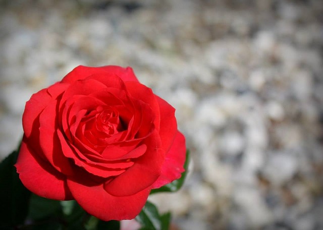 Free Rose Plant photo and picture
