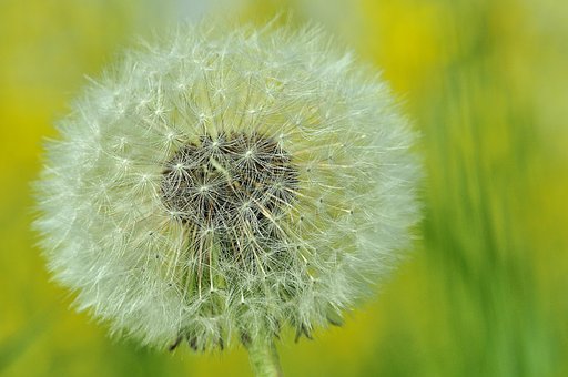 Free Dandelion Buttercup photo and picture