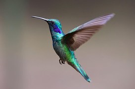 Hummingbird, Bird, Trochilidae