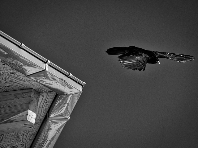 Free Bird Mountain Jackdaw photo and picture