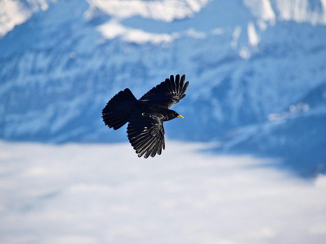 Free Bird Mountain Jackdaw photo and picture
