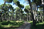 pinewood, stone pine, trail