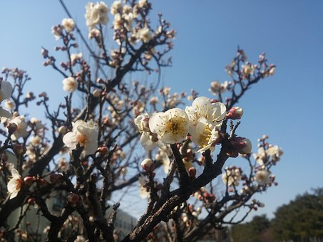 Free Spring Flower photo and picture