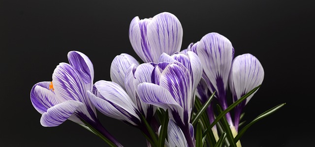 Krokus, Bloem Behang, Bloemen