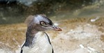 yellow eye penguin, young animal, moult