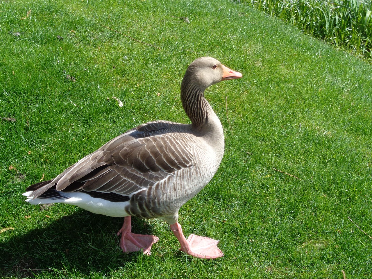 Ognu Duck Duck On One Leg Standing - Free photo on Pixabay