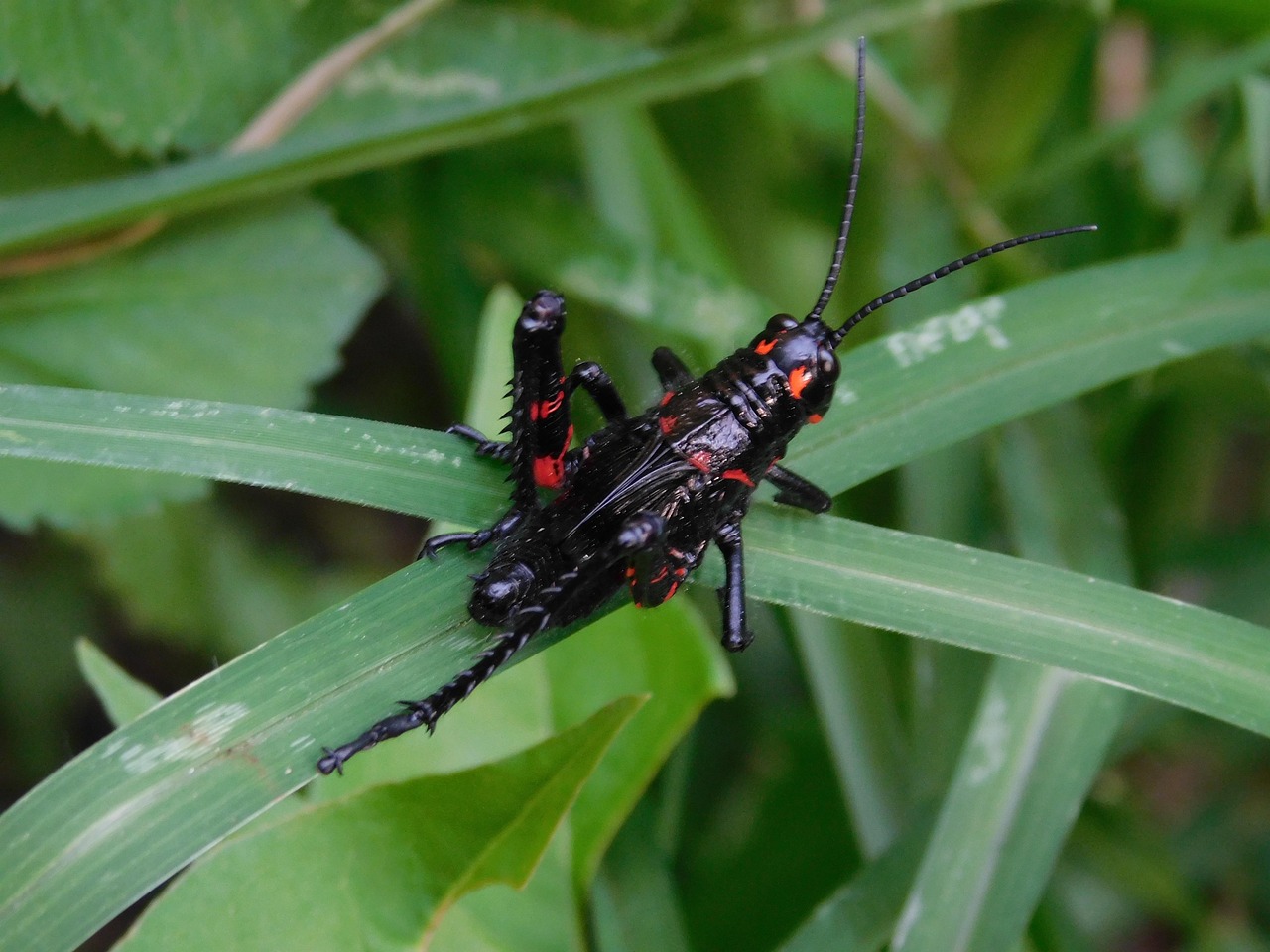 Animales Insectos Macro - Foto gratis en Pixabay - Pixabay