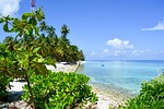 beach, palm trees, seascape