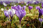 crocus, flower meadow, flowers