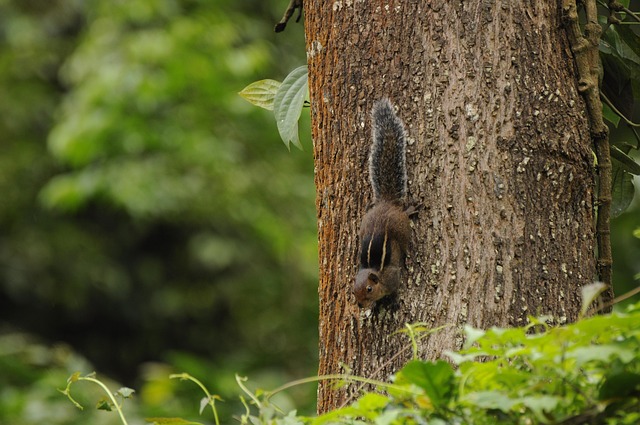 Western Ghats Eichhörnchen, Tierwelt