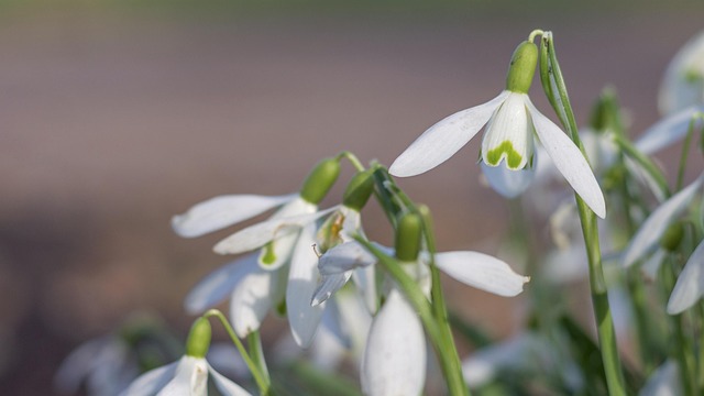 Schneeflöckchen, De Lente, Bloem, Plant