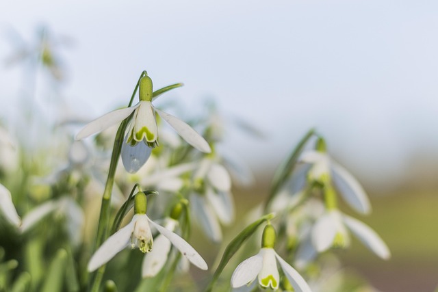 Schneeflöckchen, Bloem, Groente, Natuur