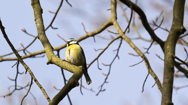Vogel, Dier, Natuur, Zangvogel Vogel