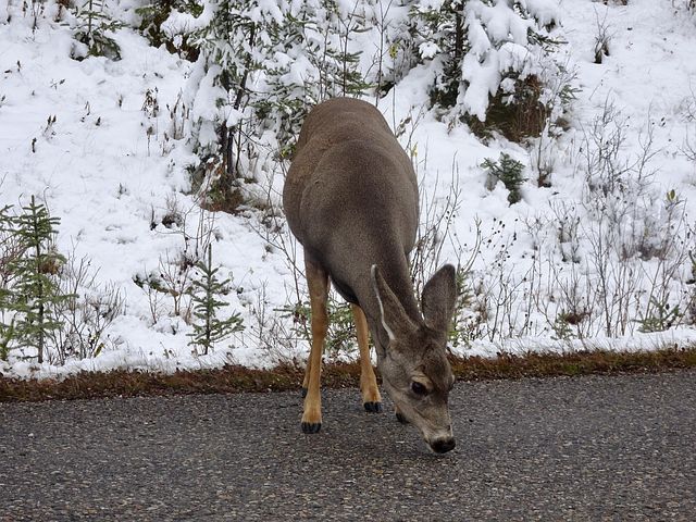 100+ Free Whitetail Deer &amp; Deer Images - Pixabay