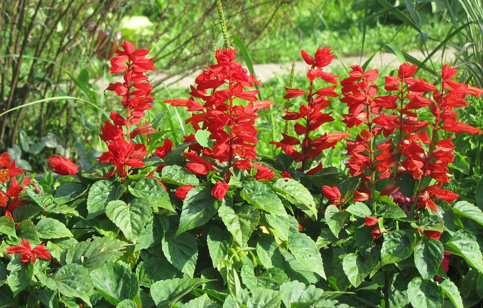 サルビア 花 赤 Pixabayの無料写真