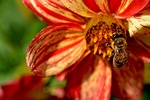 bee, flower, busy