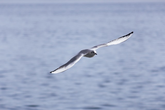 Free Bird Nature photo and picture