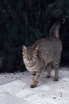 cat, pet, friend