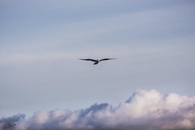Free Sky Clouds photo and picture