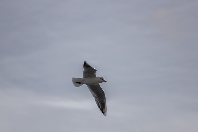 Free Bird Animal photo and picture