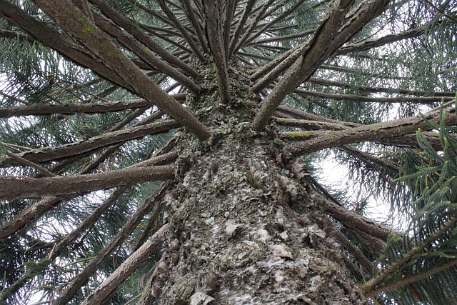 Vista Rama Árbol Vista Rama - Foto gratis en Pixabay - Pixabay