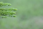 araucaria columnarispine, branches, prickly branches pine