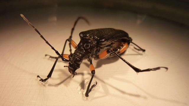 Free Forensic Entomology photo and picture