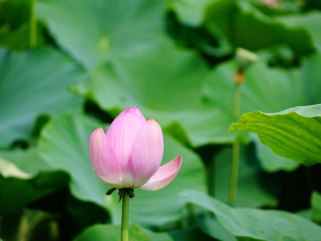 Free Lotus The Scenery photo and picture