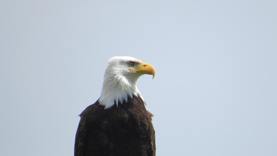 Eagle Example Eagle Nature Bird - Free photo on Pixabay