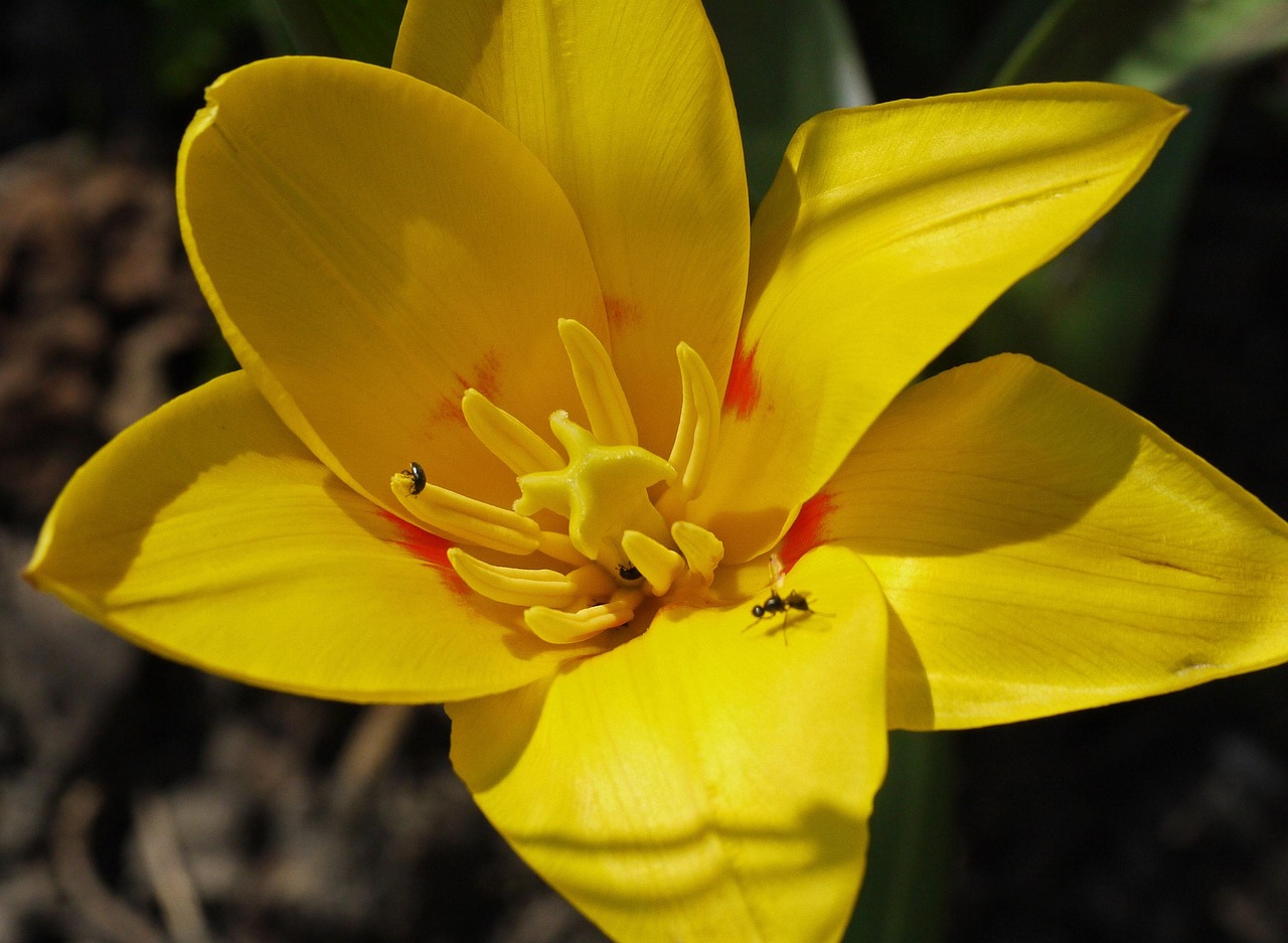 Dwarf Tulip - free online jigsaw puzzle photo