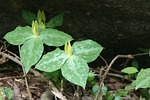 trillium, wild flower, nature