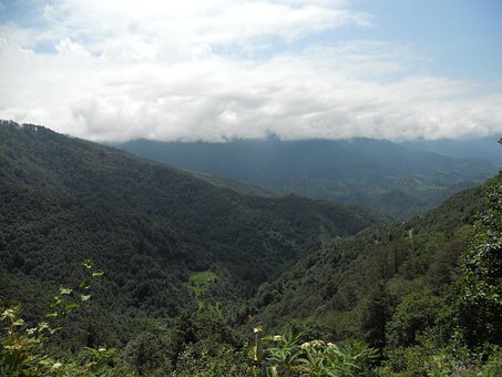 Free Mountain Trees photo and picture