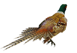 bird game bird, colorful, standing