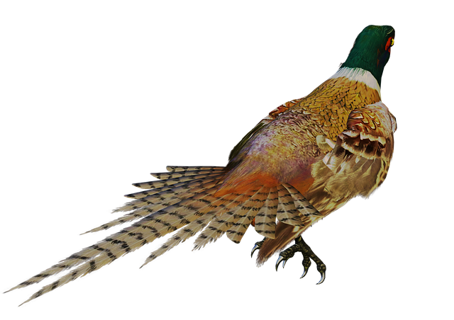 Free bird game bird colorful standing illustration