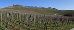 panorama, vineyards, vines