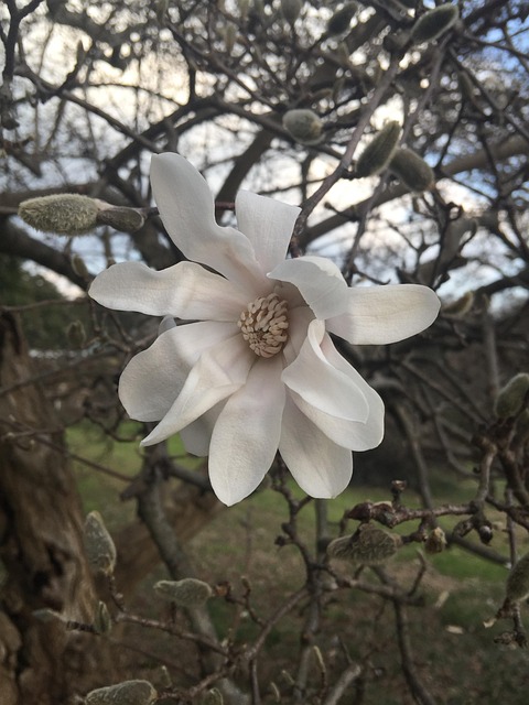 Free Magnolia White photo and picture