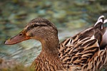mallard, brown, animal world