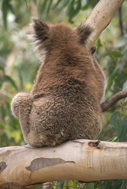 Koala, Koala Beer, Australië, Dier