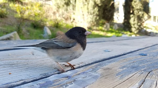 Free Dark-Eyed Junco Bird photo and picture