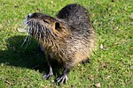 rodent, ondatra zibethicus, creature