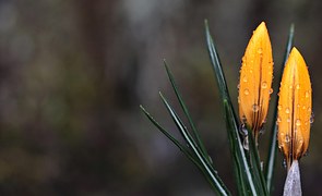 Crocus, Flower, Wet, Spring